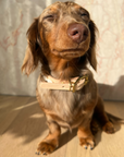 Golden Hour Cowrie Collar