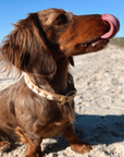 Golden Hour Cowrie Collar