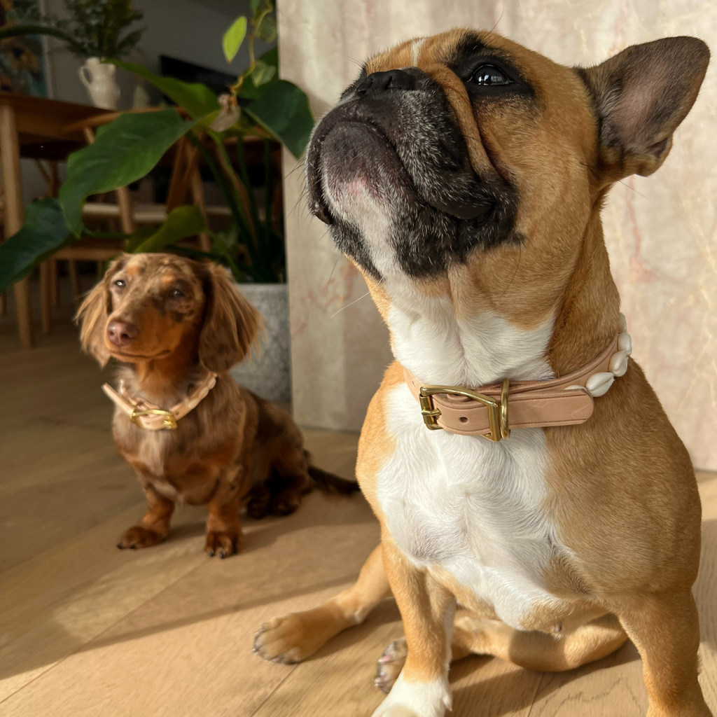 Puka shell dog best sale collar