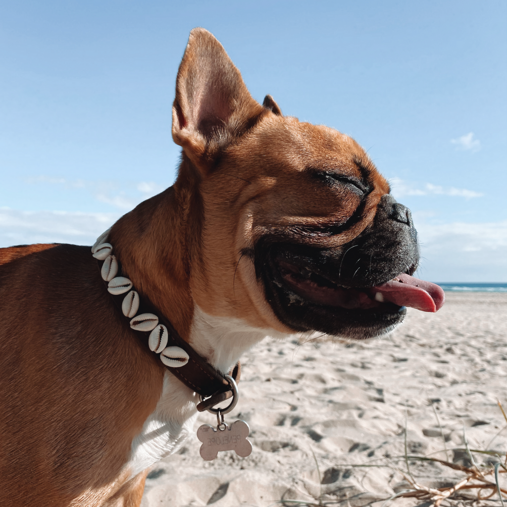 Puka shell dog best sale collar